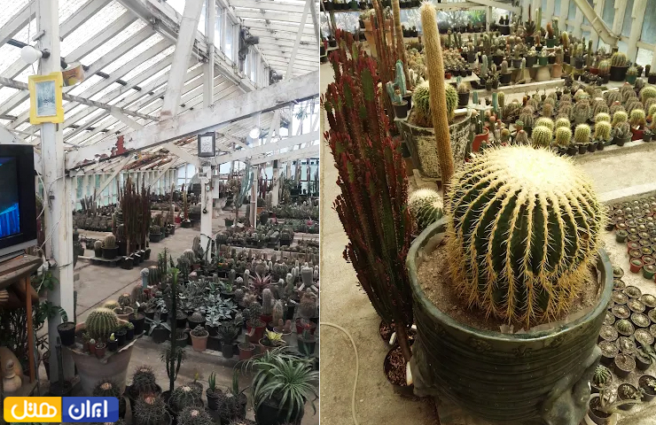 انواع گلدان‌های کاکتوس در بهشت کاکتوس‌های آستارا