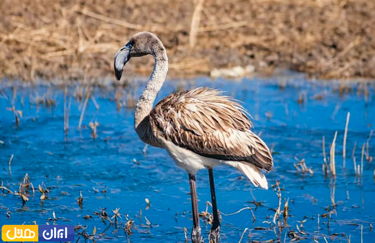 پرنده‌ای مهاجر در حال استراحت در تالاب چغاخور شهرکرد
