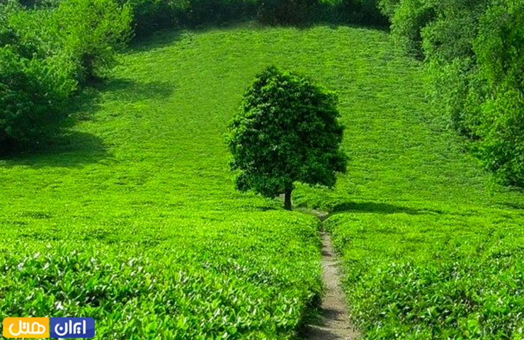 عکسی سبز و رویایی از باغ چای عباس آباد و تک درختی در میان آن