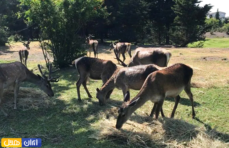 آهو و گوزن‌های زیبا مشغول چرا در پناهگاه لوندویل از جاهای دیدنی آستارا