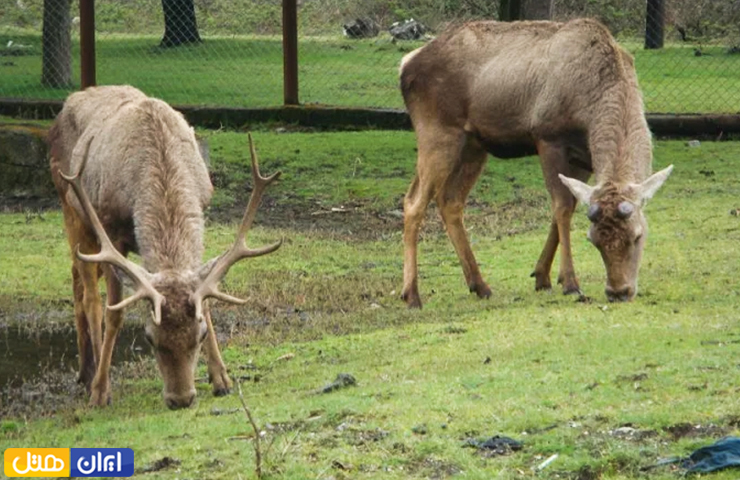 فضای نگه‌داری از حیوانات بومی در پارک ملی آستارا
