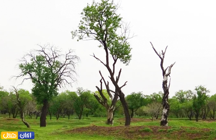 جاهای دیدنی قزوین، از الموت پر رمز و راز تا طبیعت چشمنواز 31 بخشی از درختان باغستان سنتی قزوین در روزهای آغازین فصل بهار با طبیعت دلنشین