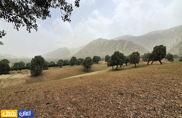 پاییز با برگ‌های خشک و زرد بر روی زمین در پارک جنگلی ششدار ایلام