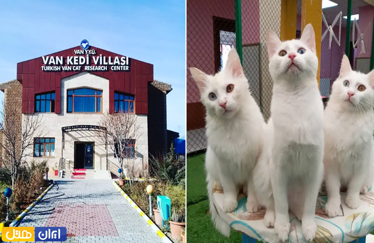 جاهای دیدنی وان؛ از سیاحت در مناظر طبیعی تا تفریحهای مهیج 8 گربههای زیبا و سفید باچشم های دو رنگ و عکسی از ورودی خانه گربه ها از جاذبه های شهر وان