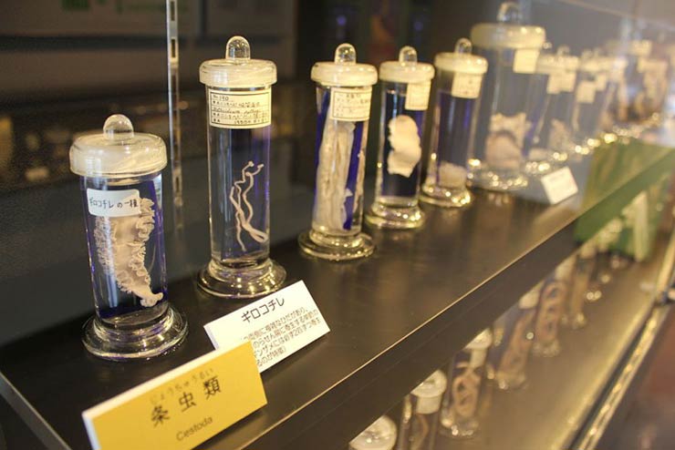 Inside the The Meguro Parasitological Museum