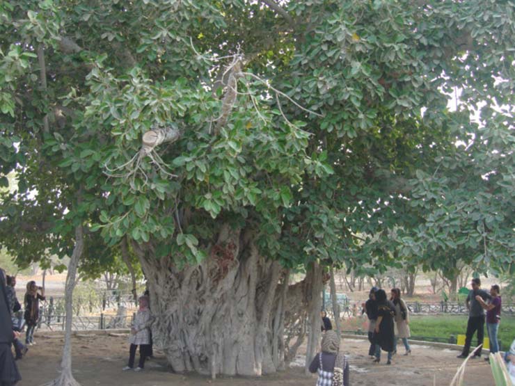 درخت سبز کیش