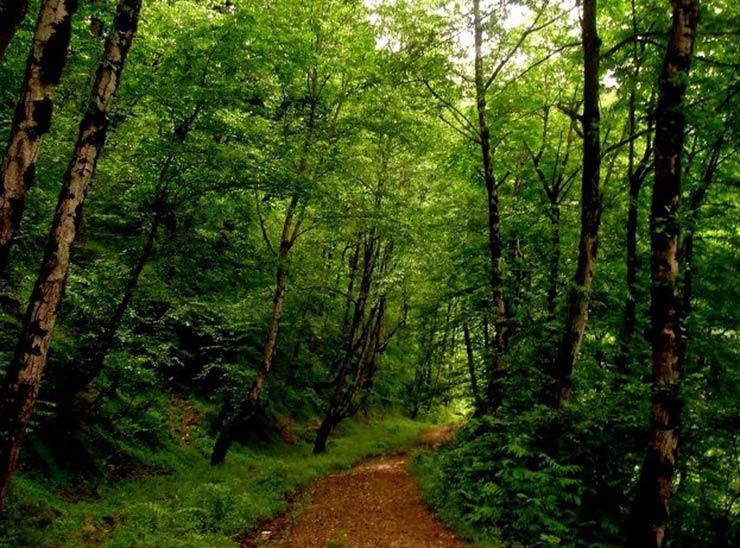 روستای صفرابسته ی گیلان