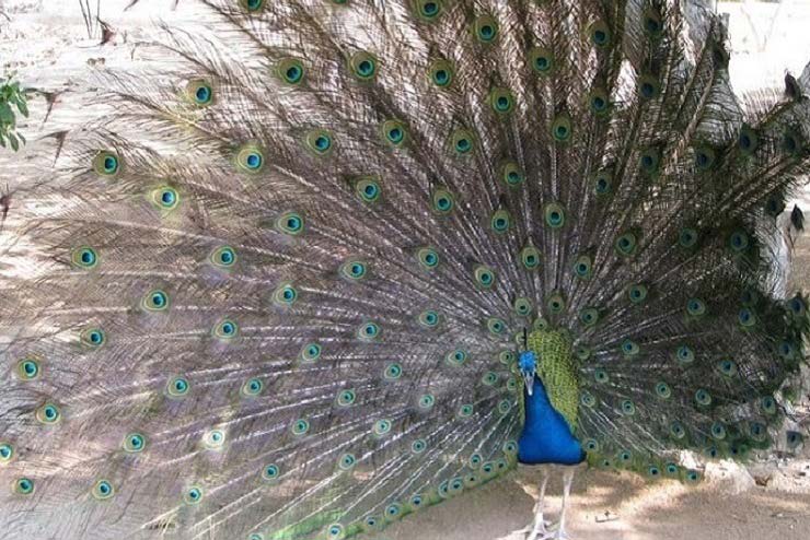 بوستان آهوان کیش
