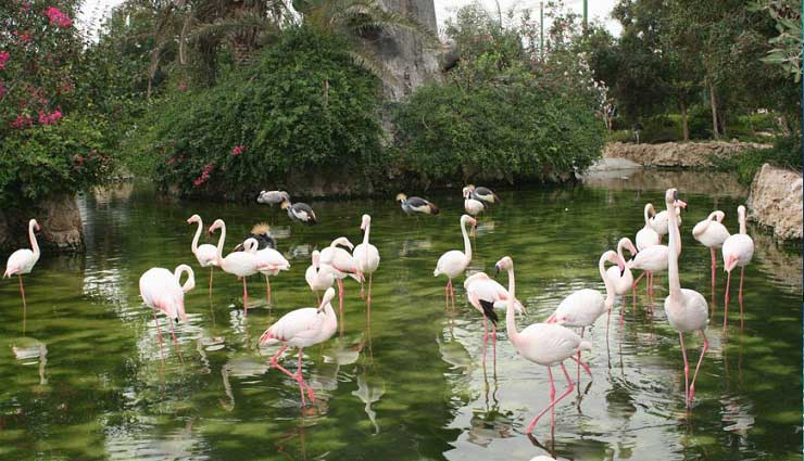 بوستان آهوان کیش