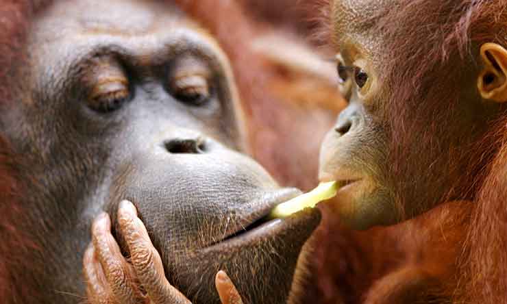 Wild encounters in Borneo