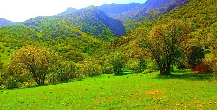 سر مرغ قلعه سنگی