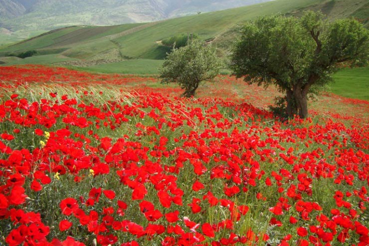 روستای پالنگان