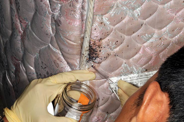 Bedbugs