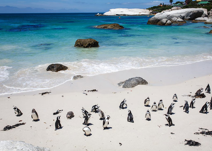 Boulders Beach, South Africa