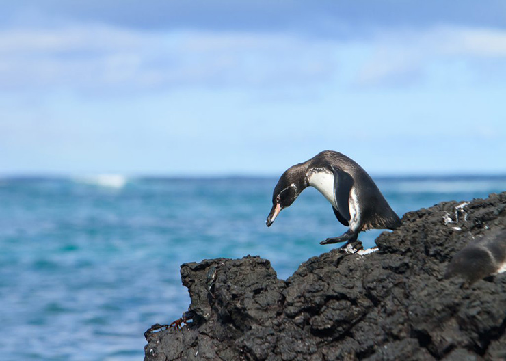 Galapagos Islands, Ecuador