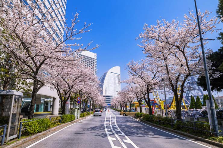Visit Yokohama Bay in full bloom