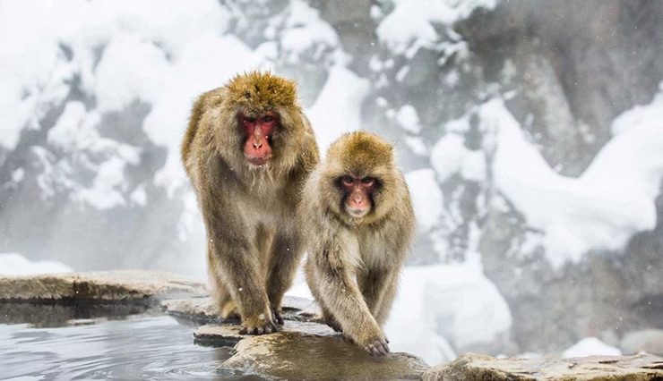 Jigokudani Snow Monkey Park, Yamanouchi