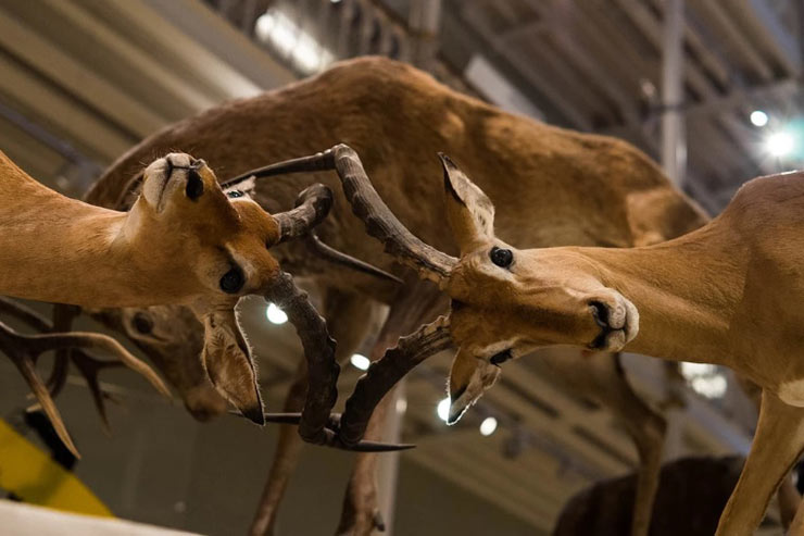 Mammal Collection