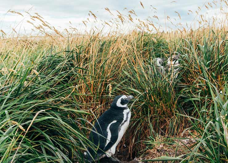 Martillo Island, Argentina