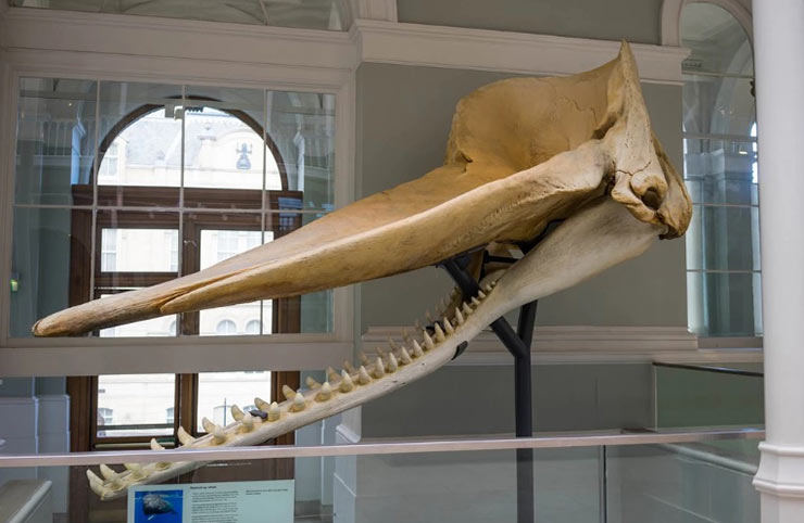 Moby The Whale