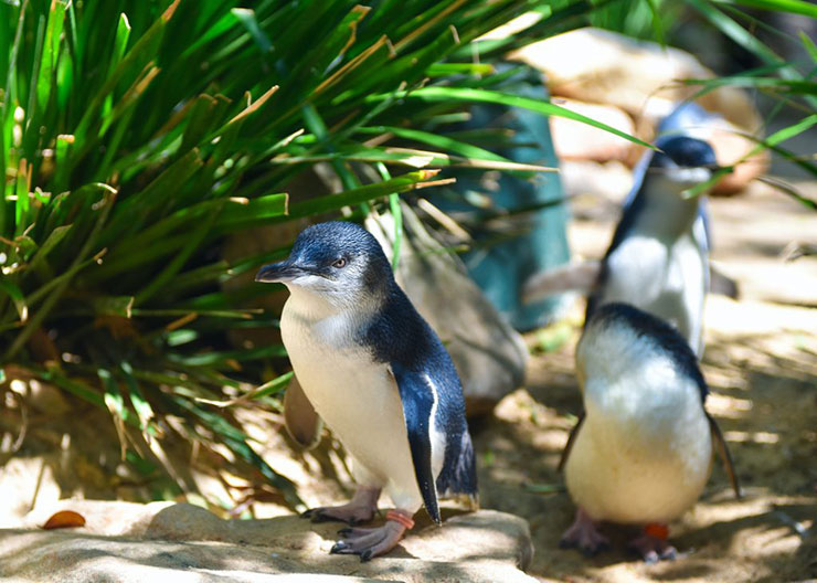 Phillip Island, Australia