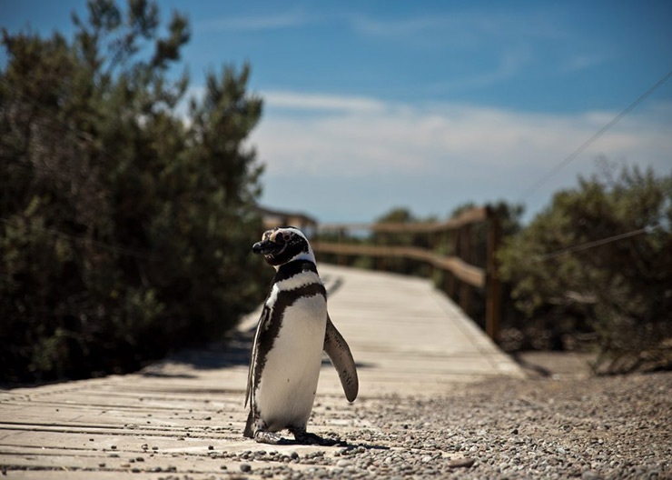 Punta Tombo, Argentina
