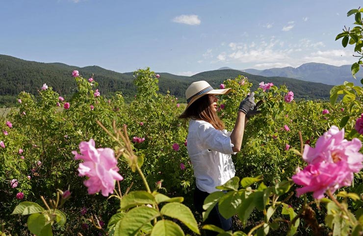 Valley of Roses