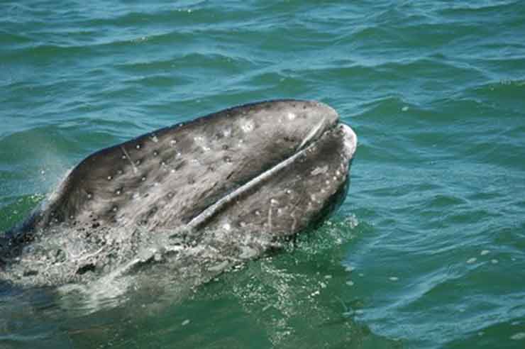 Make big new friends in the “World’s Aquarium”