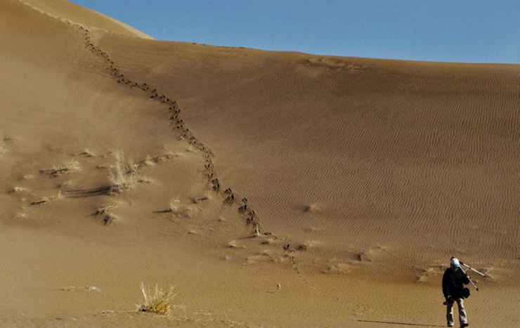كویر مصر
