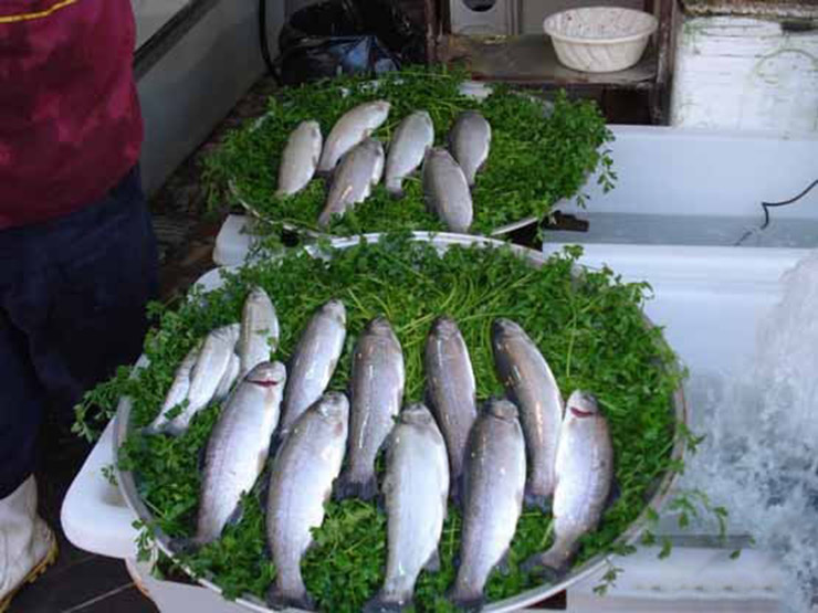 بازار روباز رشت