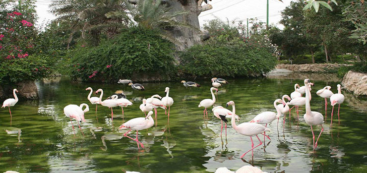 باغ پرندگان