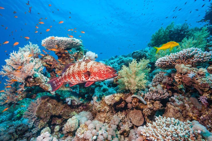 Barrier Reefاسترالیا