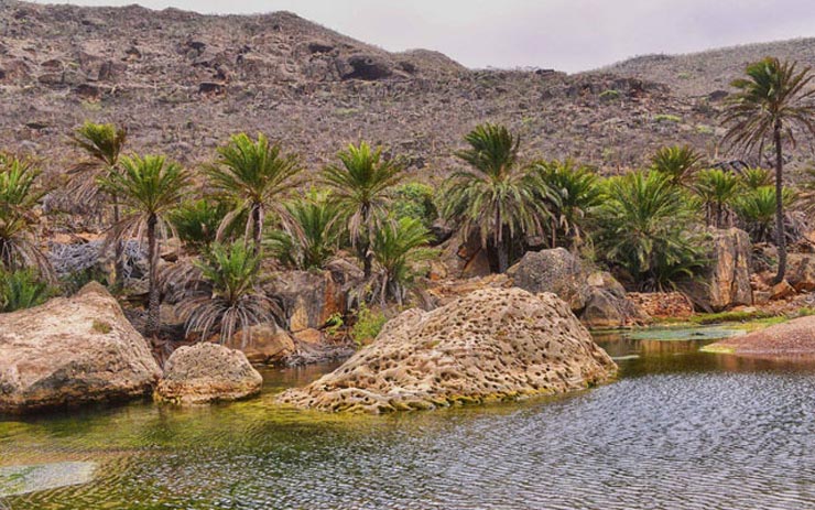 مجمع الجزایر سقطرا، یمن