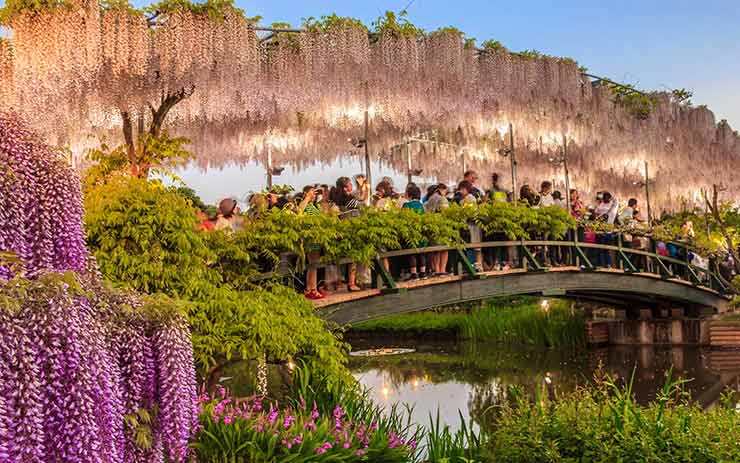 Wisteria Tunnels