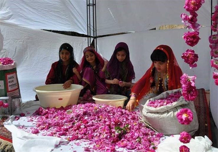 جشنواره گلاب گیری کاشان