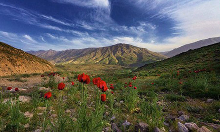 نی ریز