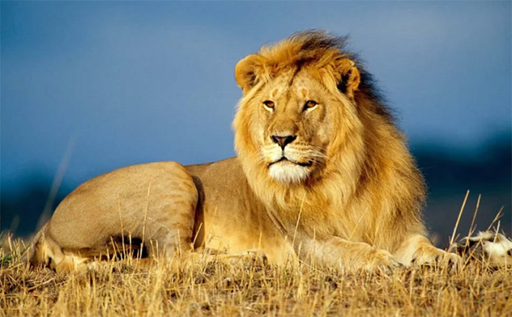 شیر؛LION
