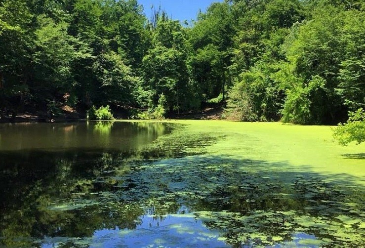 مرداب کندوچال چالوس نمای دور