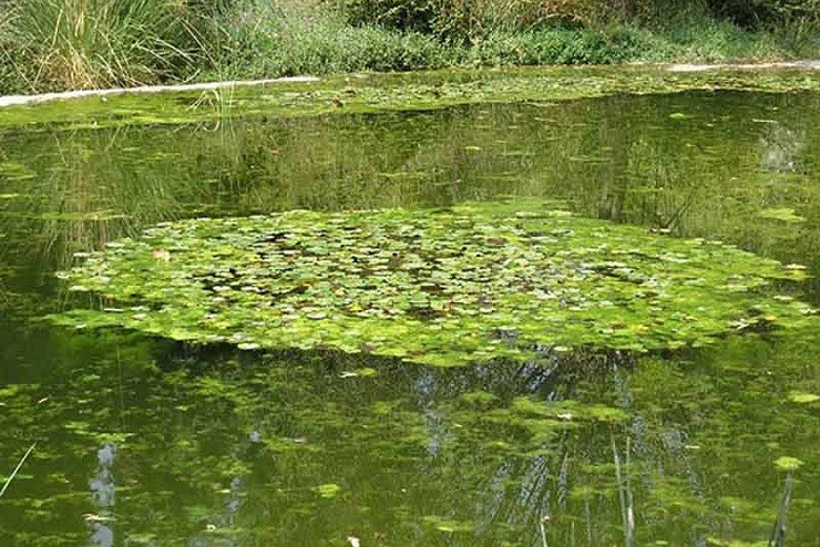 گیاهان مرداب کندوچال چالوس
