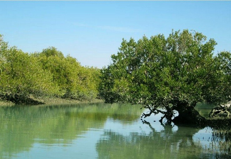 جنگل های مانگرو