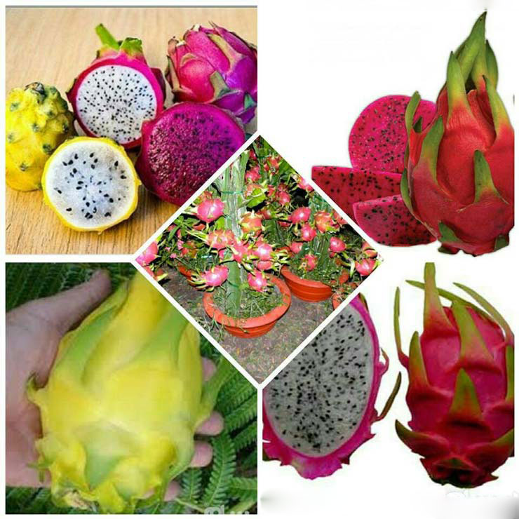 میوه اژدها