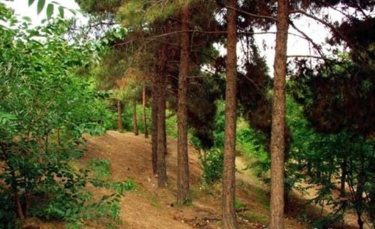 پارک جنگلی وردآورد
