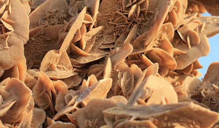 رز صحرایی