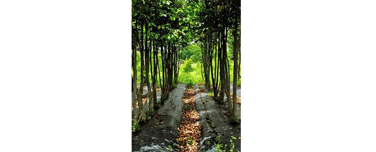 Plantations