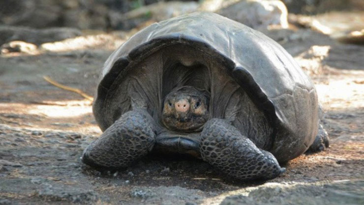 Chelonoidis phantasticus