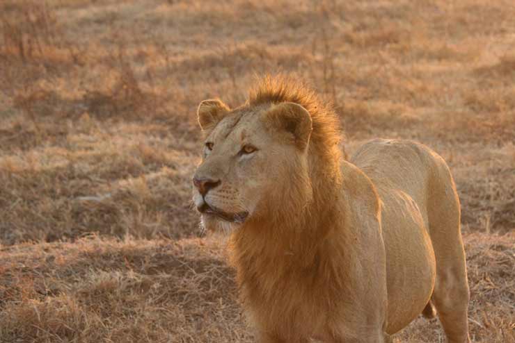 Tanzania Active Safari, G Adventures