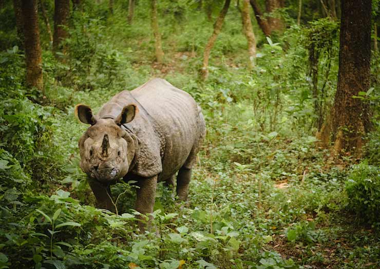 Chitwan National Park
