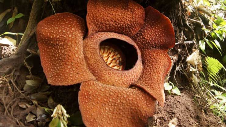Rafflesia