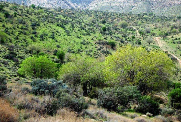 منطقه ی حفاظت شده ی میان جنگل