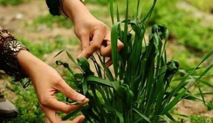 فلسفه سبزه گره زدن